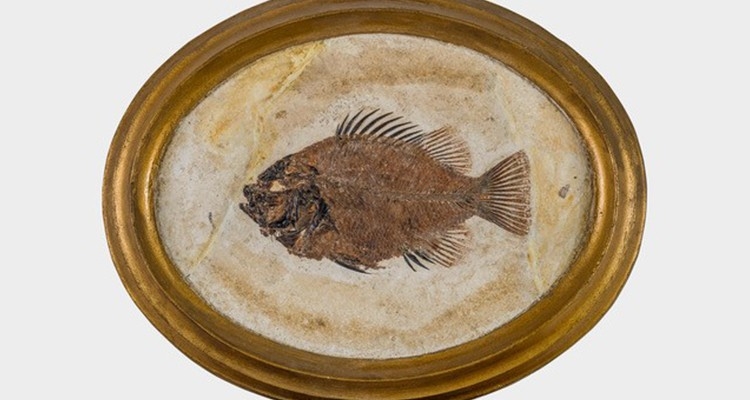 Sauriermuseum Aathal