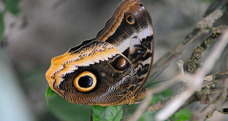 Papiliorama