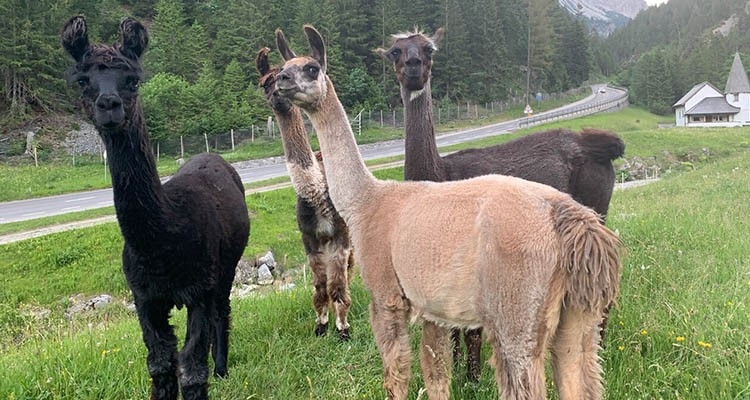 Lama- und Alpakahof