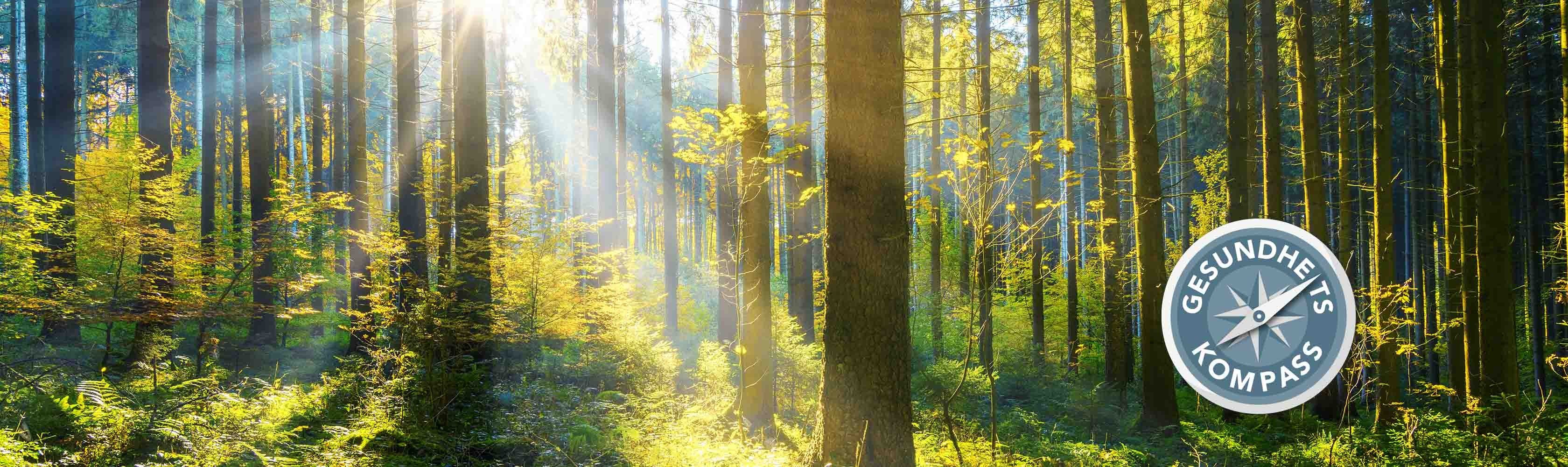 Psychische Gesundheit - Ein grüner Wald wird von Lichtstrahlen durchflutet, rechts unten ist das Logo des Gesundheitskompass zu sehen