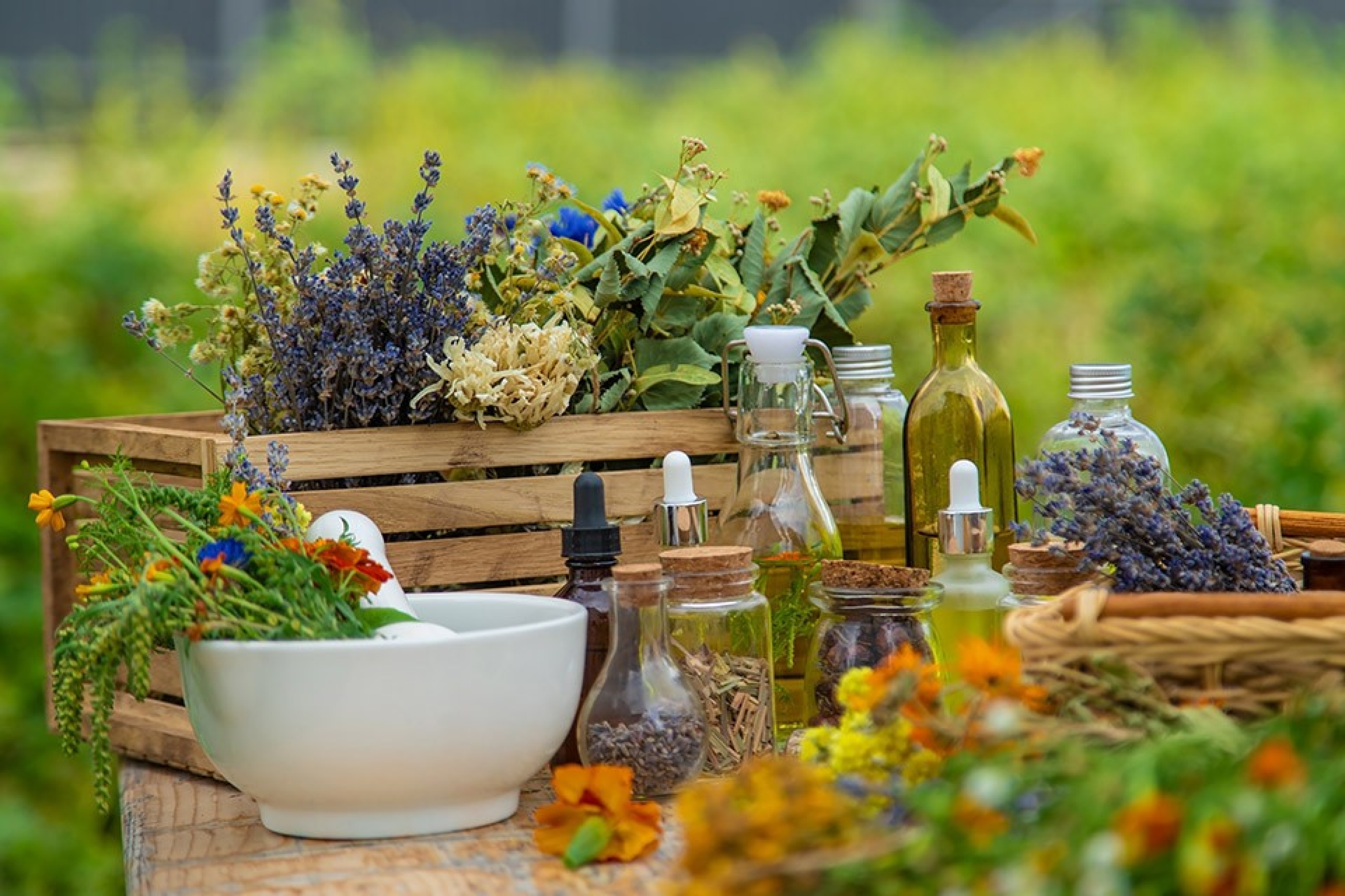 Auf einem Tisch stehen verschiedene Pflanzen, die für eine Phytotherapie weiterverarbeitet werden können