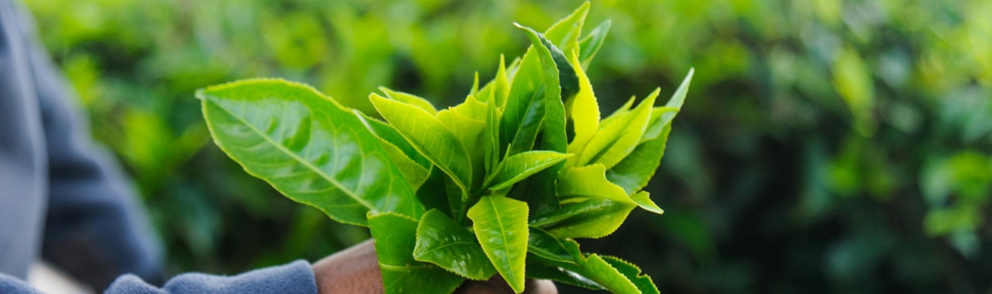 Das Bild zeigt eine Teeplantage. Lebensmittel-Labels unterstützen beim Einkauf gerechter Lebensmittel. 