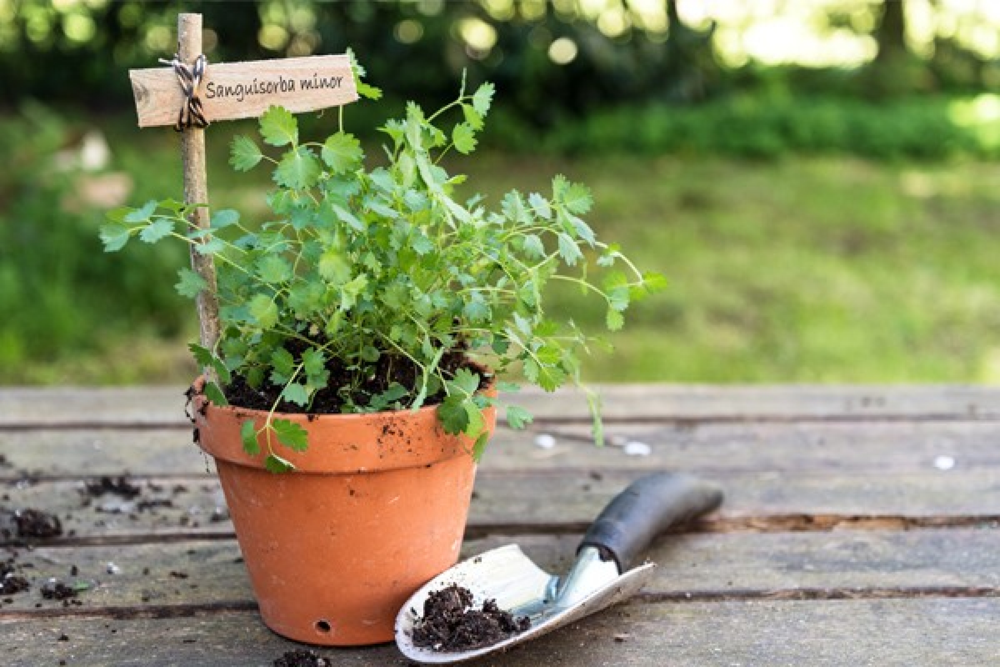 Ein Topf mit Pimpinelle, einer krautige Pflanze mit sehr feinen Blättchen. Ihr botanischer Name heisst Sanguisorba minor.