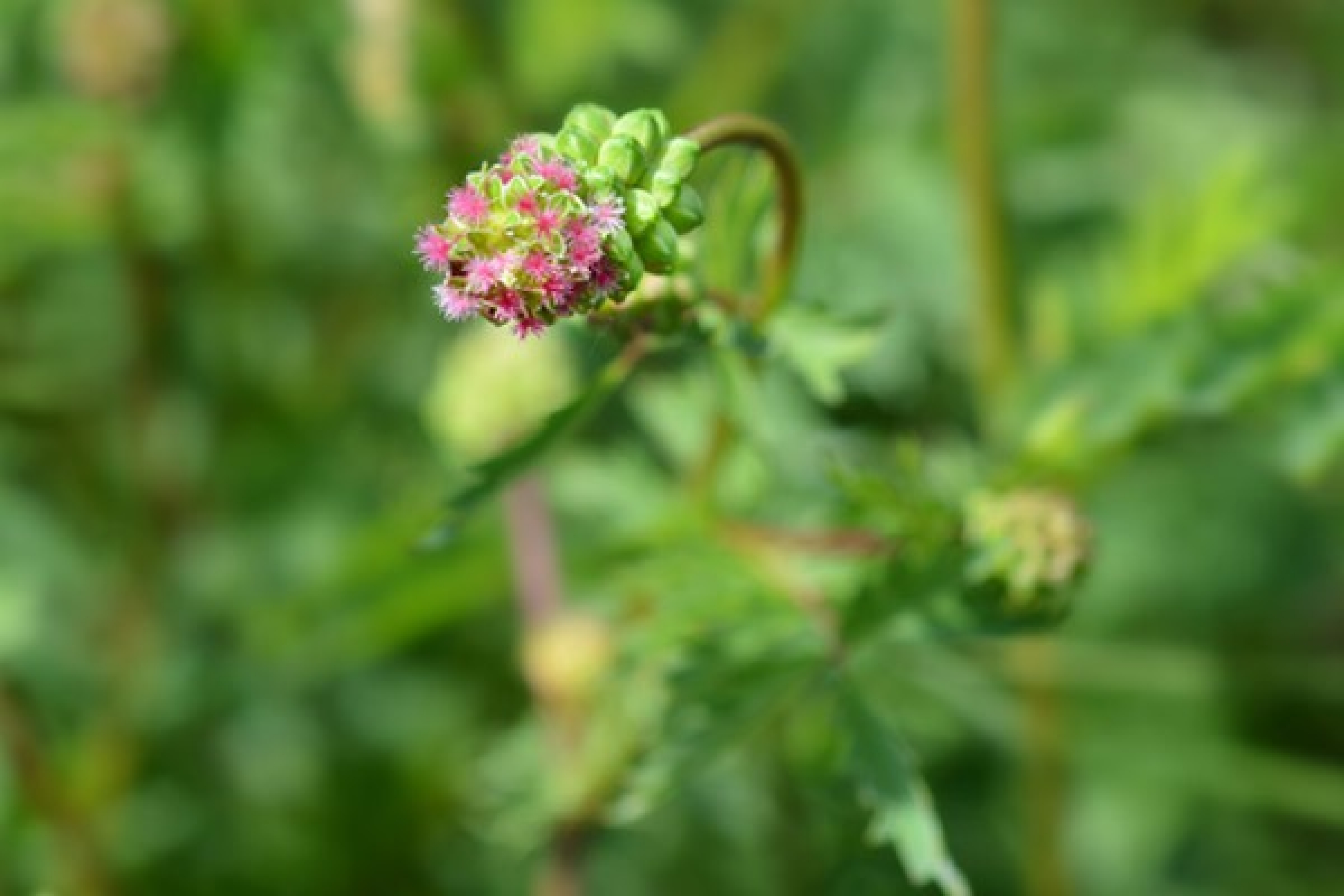 Blühende Pimpinelle. Pimpinelle in ihrer schlichten Schönheit und mit ihren blutrote bis rot-violetten Knopfblüten ein Spezialtipp für ein naturnahes Gartenambiente. 