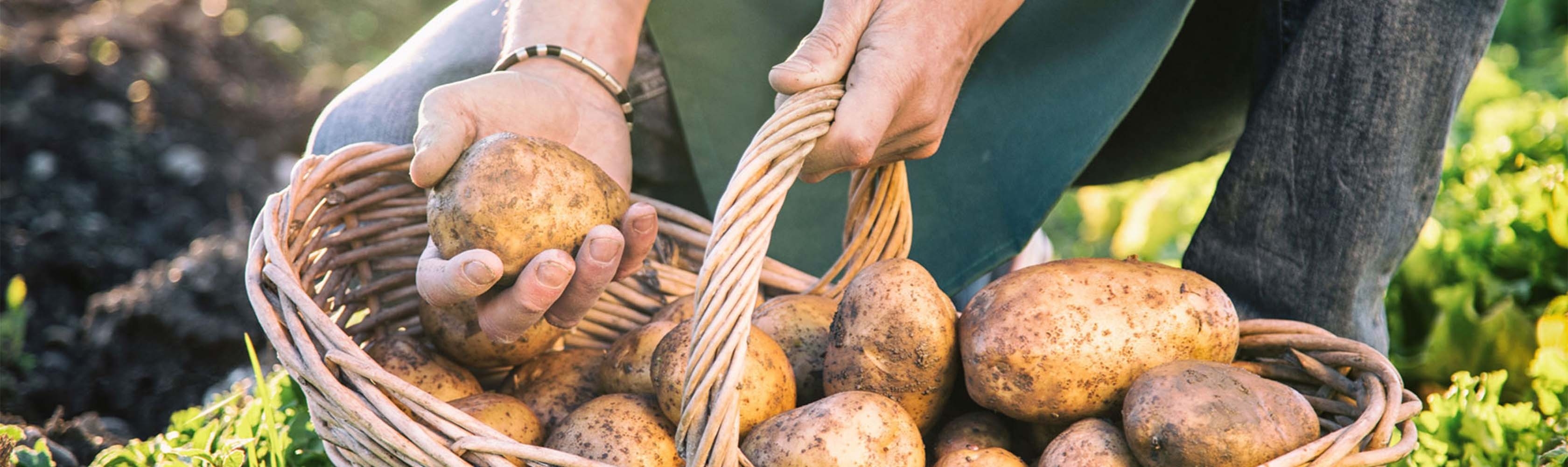 Die Kartoffelernte in einem Korb.