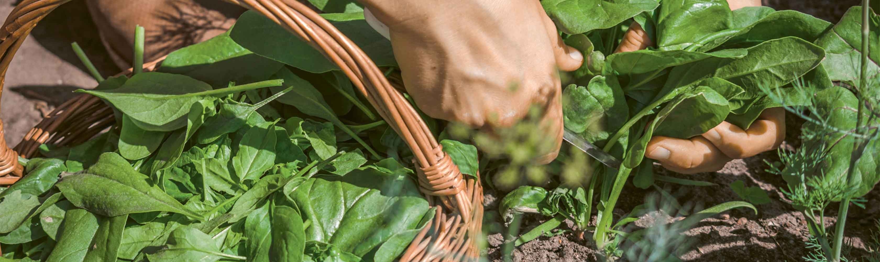 Der lokale Superfood Spinat wird gerade geerntet.