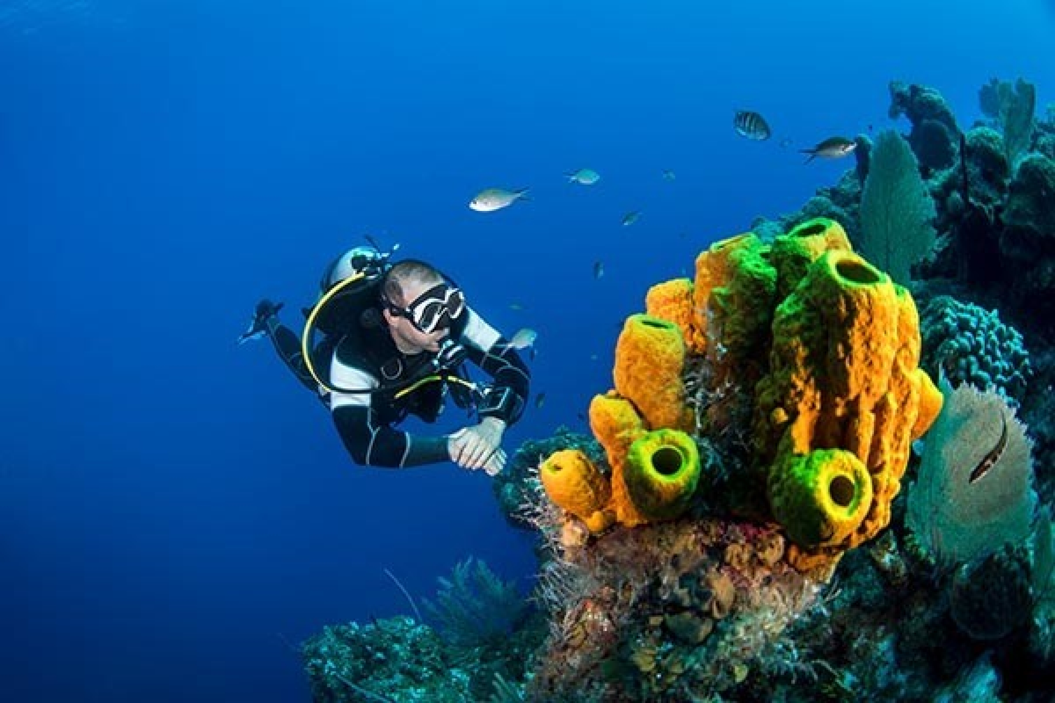 Ein Taucher betrachtet unter Wasser ein schönes Korallenriff. Ab wann spricht man von einem Wagnis?